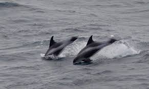 Image result for Lagenorhynchus albirostris