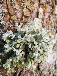 Attēlu rezultāti vaicājumam “Ramalina fastigiata”
