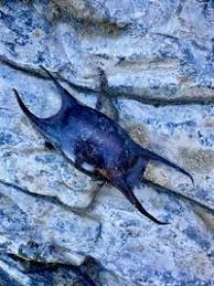 Image result for Raja montagui