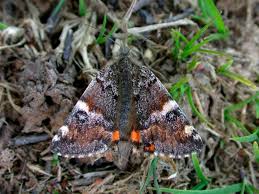 Attēlu rezultāti vaicājumam “Archiearis parthenias”