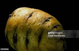 Attēlu rezultāti vaicājumam “Chaerophyllum aromaticum fruit”