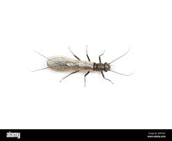 Attēlu rezultāti vaicājumam “Plecoptera”