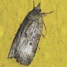 Attēlu rezultāti vaicājumam “Nycteola sp.”