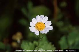 Image result for Tanacetum parthenium