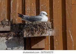 Attēlu rezultāti vaicājumam “Rissa tridactyla nest”
