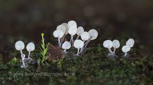 Attēlu rezultāti vaicājumam “Stemonitopsis typhina var. similis”