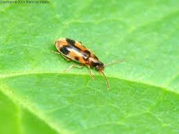 Attēlu rezultāti vaicājumam “Notoxus monoceros”