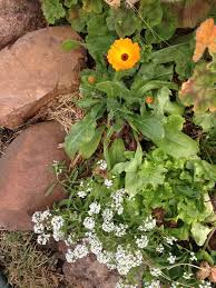 Attēlu rezultāti vaicājumam “Calendula officinalis leaf”