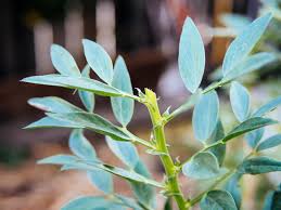 Attēlu rezultāti vaicājumam “Vicia faba leaf”