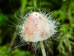 Attēlu rezultāti vaicājumam “Spinellus fusiger”