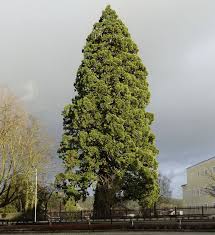 Image result for Mammutbaum