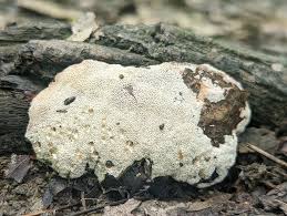 Attēlu rezultāti vaicājumam “Abortiporus biennis”