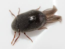 Attēlu rezultāti vaicājumam “Ptinus sp.”