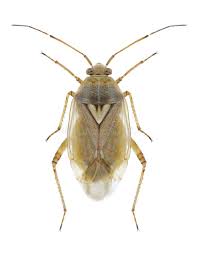 Attēlu rezultāti vaicājumam “Lygus pratensis nymph”