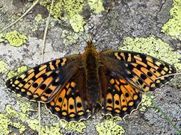 Attēlu rezultāti vaicājumam “Argynnis niobe underside”