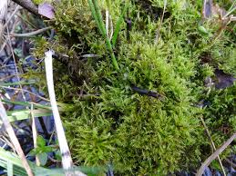 Attēlu rezultāti vaicājumam “Campylium, Campyliadelphus”