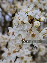 Attēlu rezultāti vaicājumam “Cerasus flower”