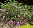 Newsletter Page of Gardenesque, landscape designer, landscape ...
