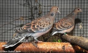 Image result for Streptopelia orientalis