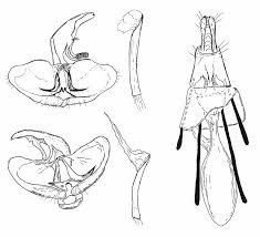 Attēlu rezultāti vaicājumam “Lamellocossus terebra”