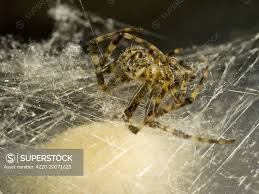 Attēlu rezultāti vaicājumam “Araneus diadematus eggs”