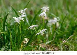 Attēlu rezultāti vaicājumam “Scilla siberica bud”