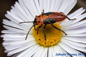 Attēlu rezultāti vaicājumam “Lygaeidae”
