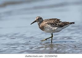 Image result for Calidris tenuirostris