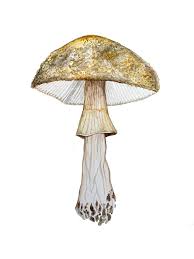 Attēlu rezultāti vaicājumam “Amanita rubescens”