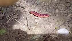 Attēlu rezultāti vaicājumam “Cossus cossus imago”