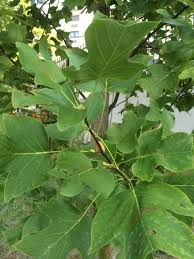 Attēlu rezultāti vaicājumam “Liriodendron tulipifera leaf”