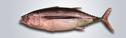 Image result for Thunnus alalunga
