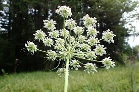 Attēlu rezultāti vaicājumam “Peucedanum palustre leaf”