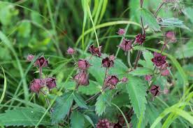 Attēlu rezultāti vaicājumam “Comarum palustre fruit”