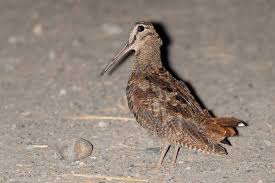 Attēlu rezultāti vaicājumam “Scolopax rusticola”