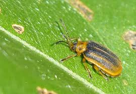 Attēlu rezultāti vaicājumam “Galerucella nymphaeae”