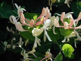 Attēlu rezultāti vaicājumam “Lonicera caprifolium”