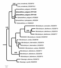 Attēlu rezultāti vaicājumam “Sphacelotheca hydropiperis”