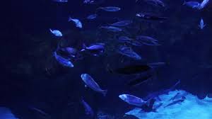 Image result for Scuba Skooling