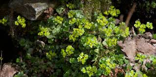 Attēlu rezultāti vaicājumam “Chrysosplenium alternifolium leaf”