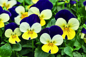 Image result for Viola cornuta