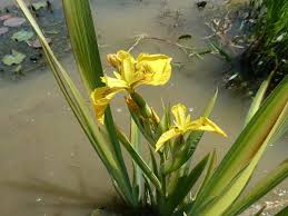 Attēlu rezultāti vaicājumam “Iris pseudacorus flower”