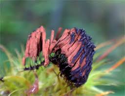 Attēlu rezultāti vaicājumam “Stemonitopsis hyperopta var. landewaldii stalked”