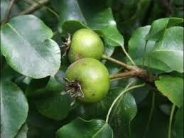 Attēlu rezultāti vaicājumam “Pyrus pyraster”