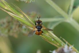 Attēlu rezultāti vaicājumam “Gymnosoma sp.”