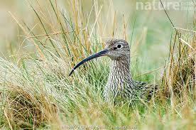 Attēlu rezultāti vaicājumam “Numenius arquata”