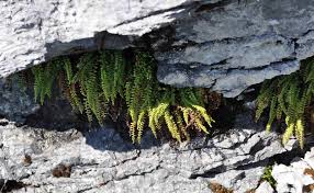 Attēlu rezultāti vaicājumam “Asplenium viride”