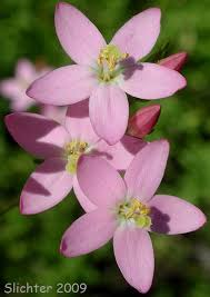 Image result for Centaurium erythraea