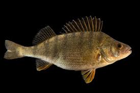 Attēlu rezultāti vaicājumam “Perca fluviatilis”