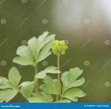 Attēlu rezultāti vaicājumam “Adoxa moschatellina flower”